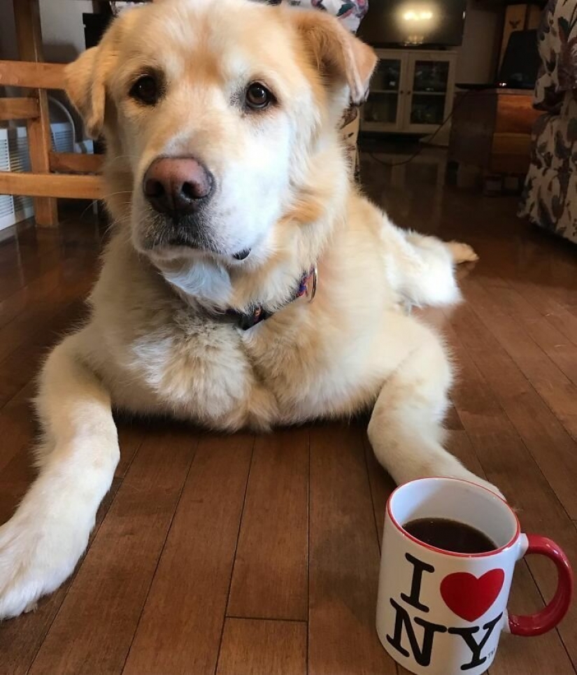 Wonderful story of the rescue fat Retriever named Kai