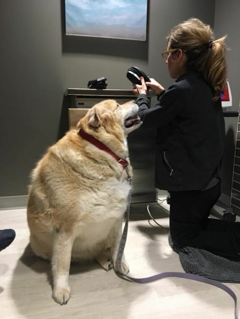 Wonderful story of the rescue fat Retriever named Kai