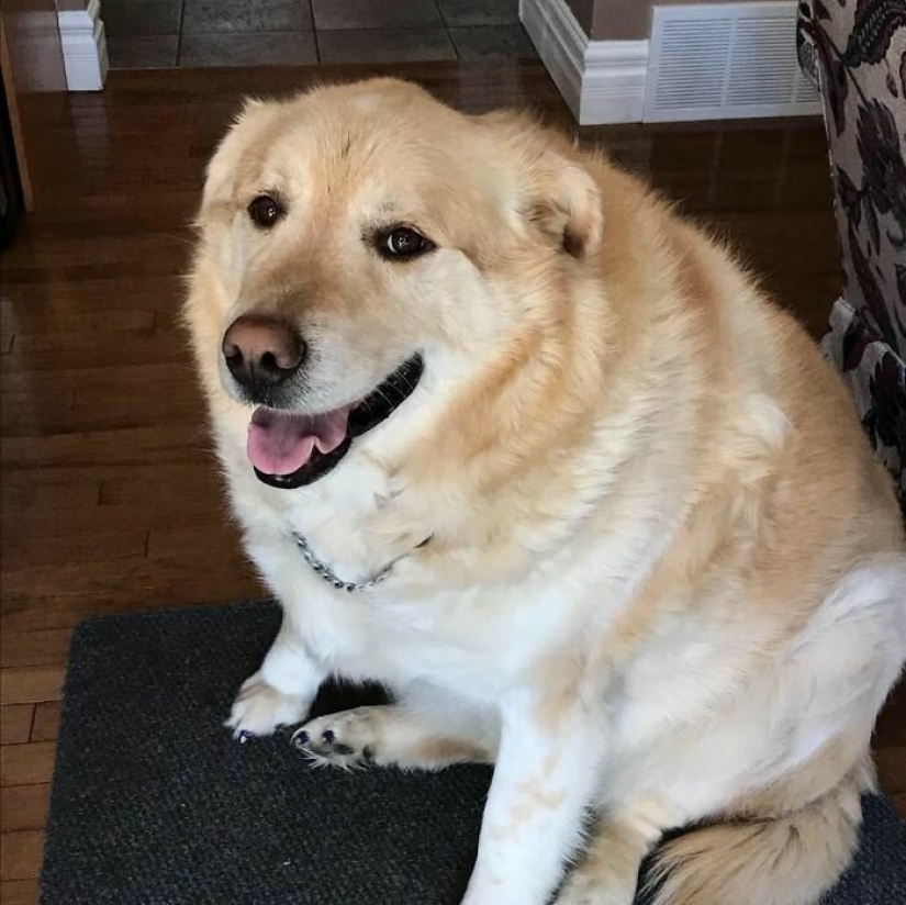 Wonderful story of the rescue fat Retriever named Kai