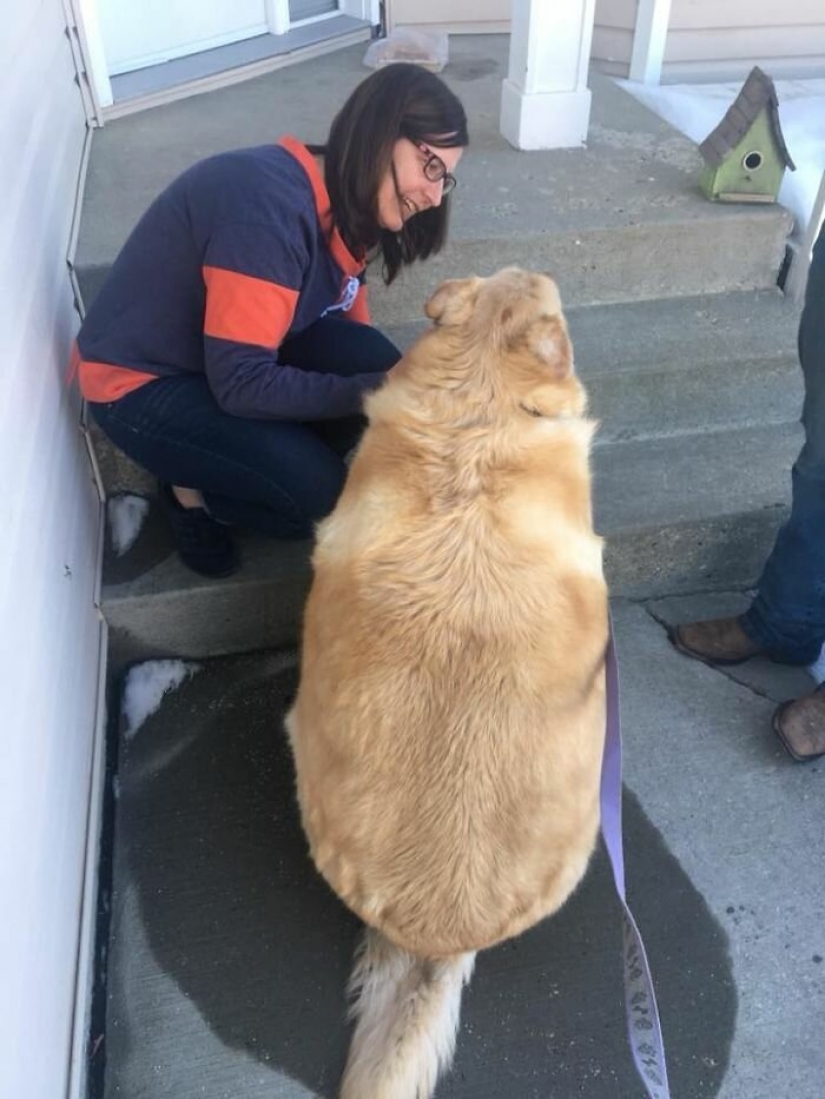 Wonderful story of the rescue fat Retriever named Kai