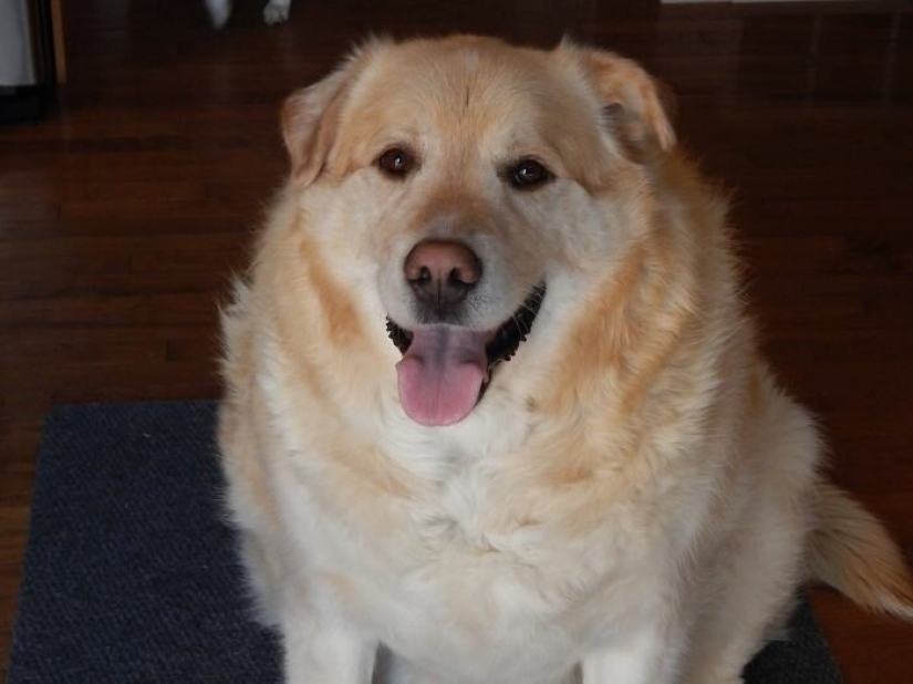 Wonderful story of the rescue fat Retriever named Kai