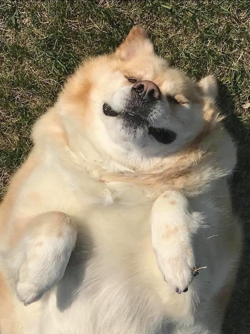 Wonderful story of the rescue fat Retriever named Kai