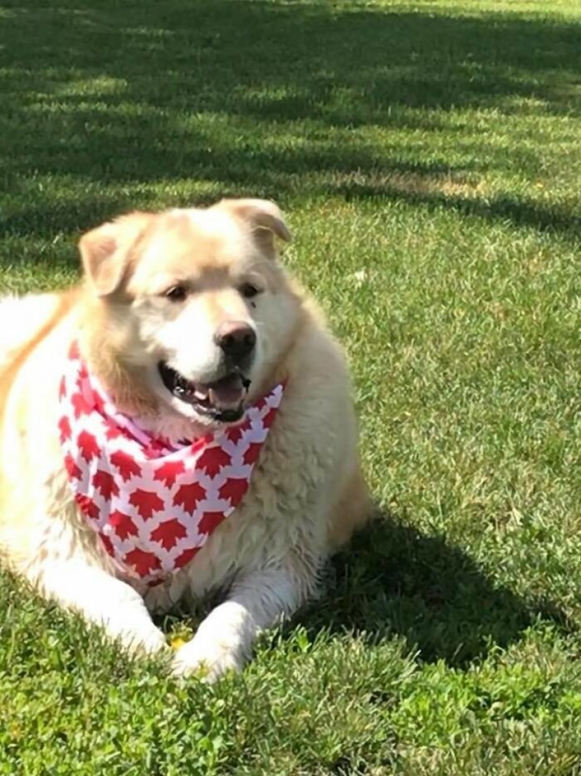 Wonderful story of the rescue fat Retriever named Kai