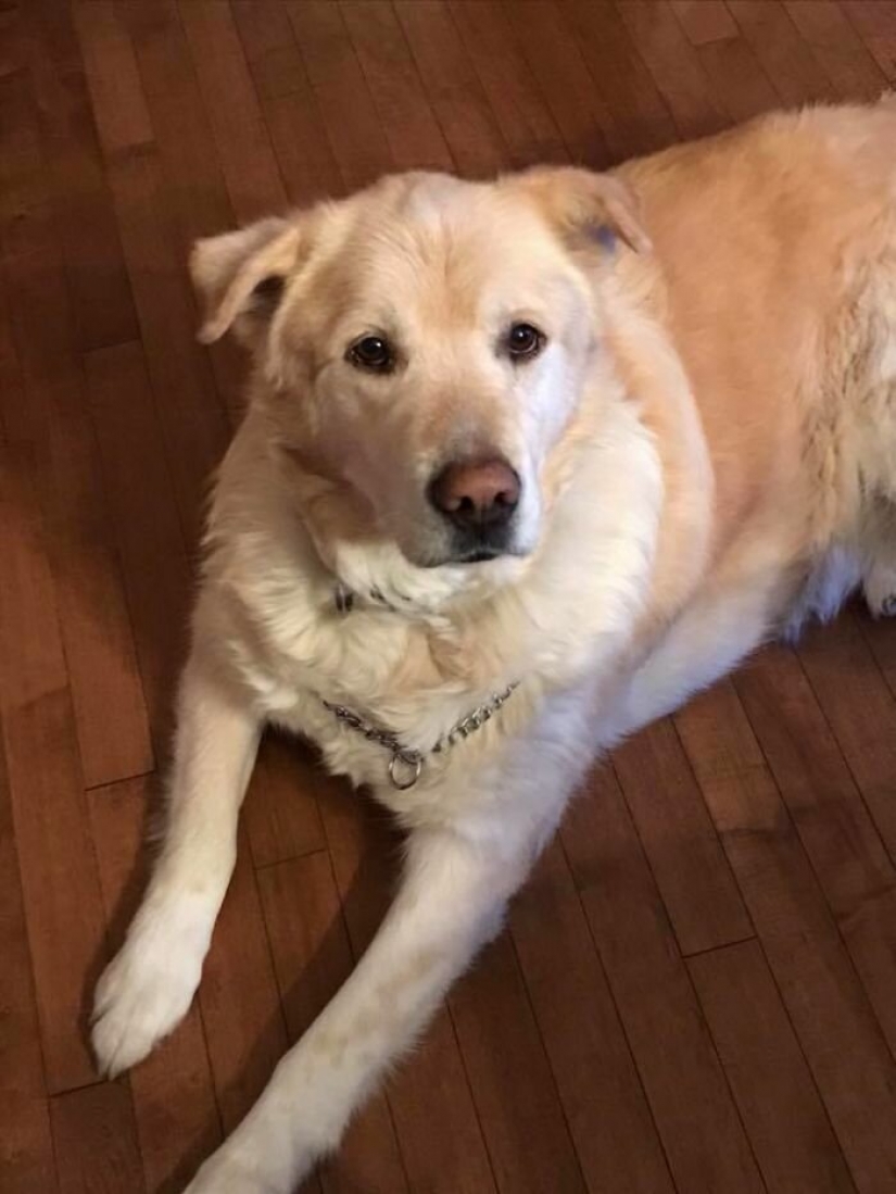 Wonderful story of the rescue fat Retriever named Kai
