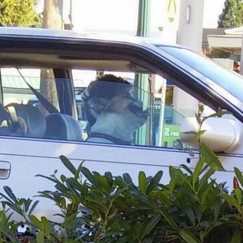 Worth a look: 17 funny pictures from the "Show"