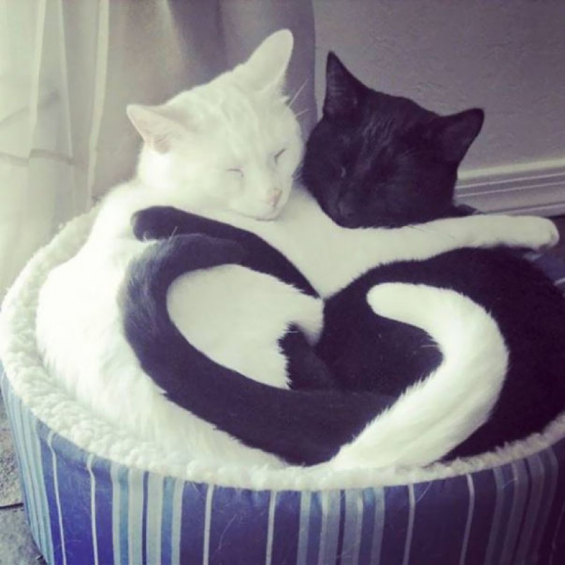 Yin and Yang: black and white cats that look so perfect that they seem in one piece