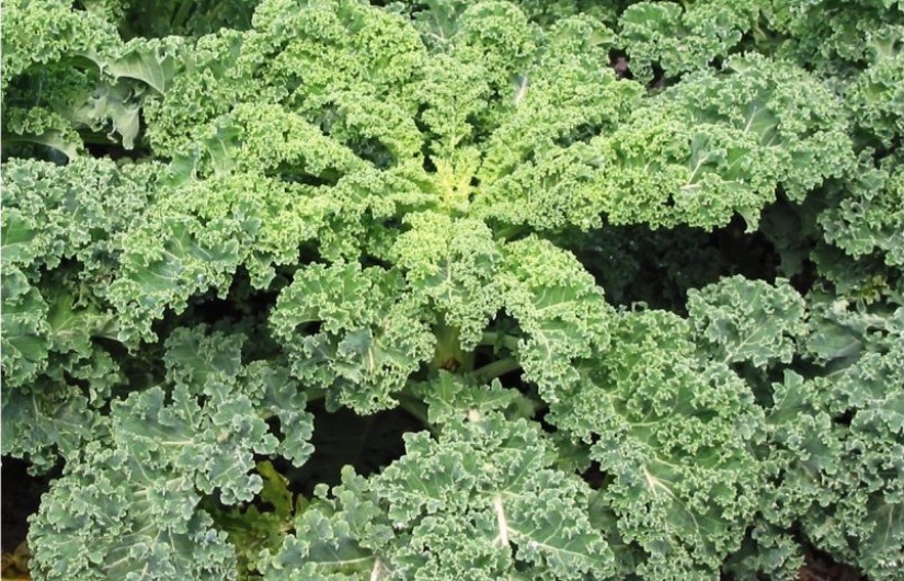 10 alimentos que te salvarán del insomnio 10 alimentos que te salvarán del insomnio