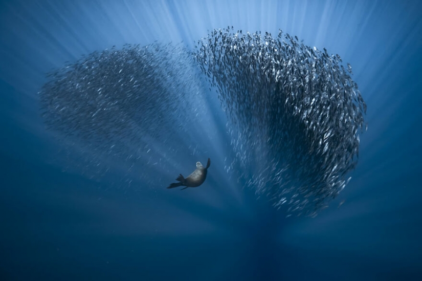 10 amazing underwater images from the finalists of the Ocean Photography Awards 2021 10 amazing underwater images from the finalists of the Ocean Photography Awards 2021