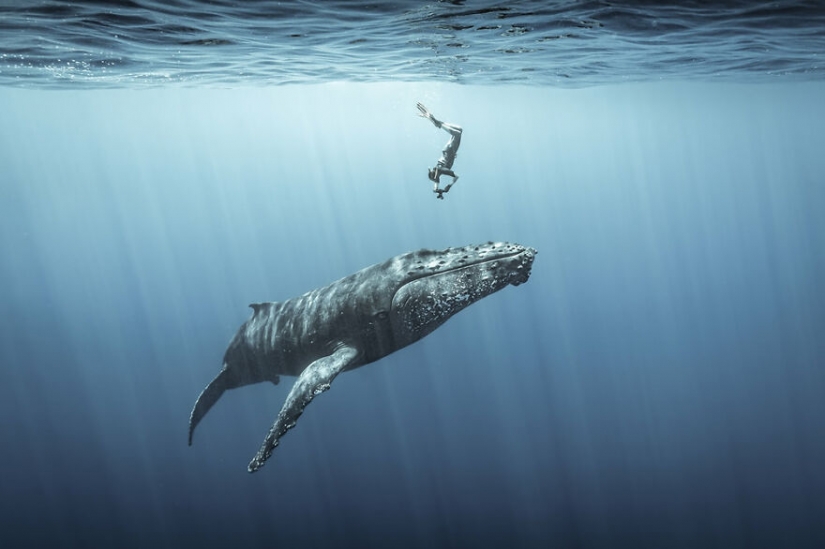 10 amazing underwater images from the finalists of the Ocean Photography Awards 2021 10 amazing underwater images from the finalists of the Ocean Photography Awards 2021