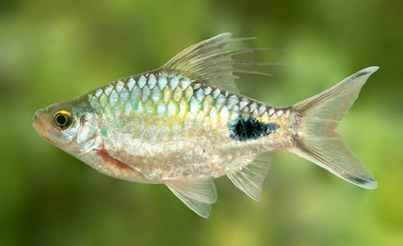 10 animal species named after celebrities