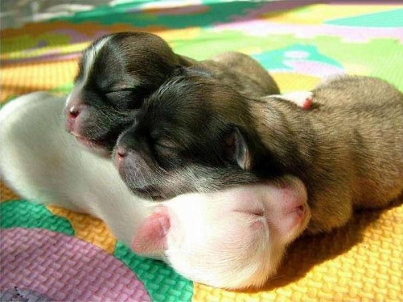 10 animales dormidos que nos llenan de vibraciones positivas