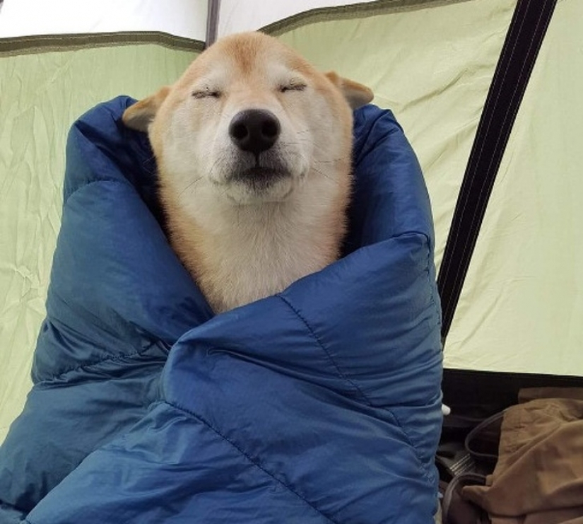 10 animales dormidos que nos llenan de vibraciones positivas