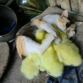 10 animales dormidos que nos llenan de vibraciones positivas