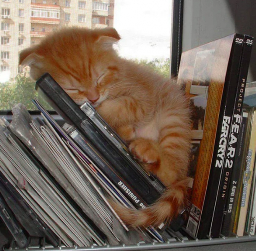 10 animales dormidos que nos llenan de vibraciones positivas