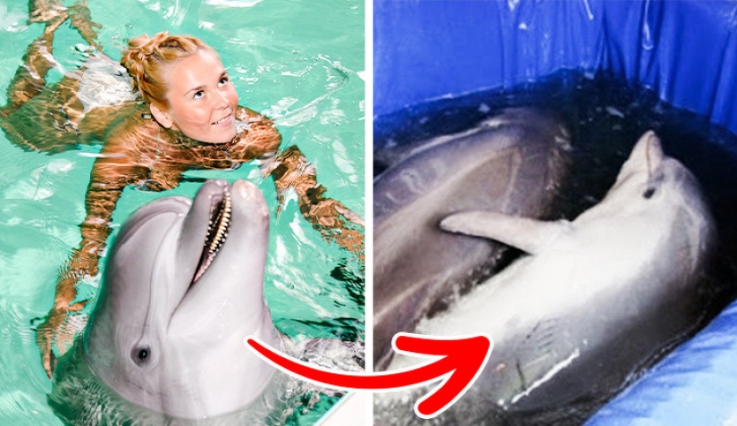 10 atracciones turísticas populares crueles con los animales