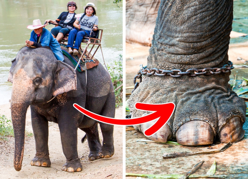10 atracciones turísticas populares crueles con los animales