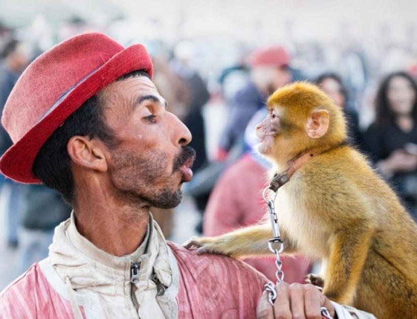 10 atracciones turísticas populares crueles con los animales