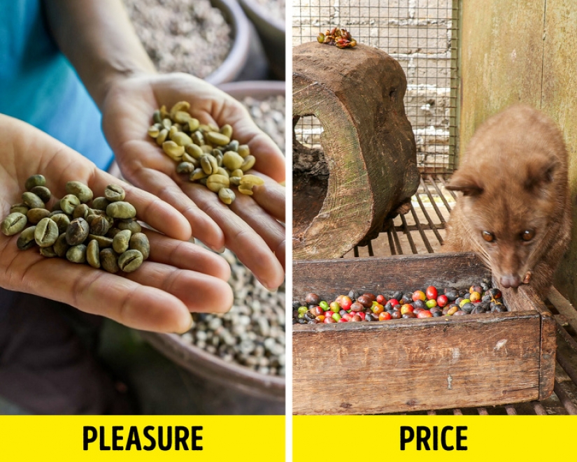 10 atracciones turísticas populares crueles con los animales