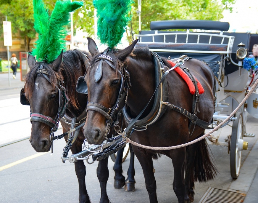 10 atracciones turísticas populares crueles con los animales