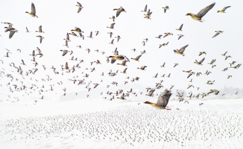 10 best photos from the winners of the Drone Photo Awards 2021