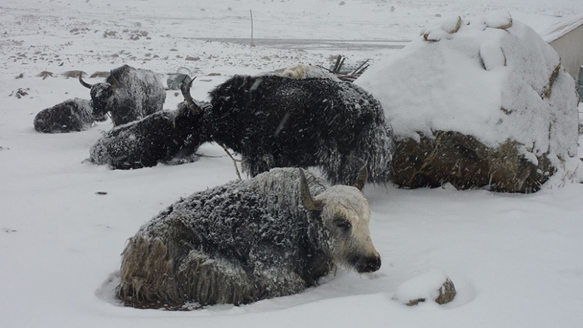 10 de los más fuertes nevadas en la historia 10 de los más fuertes nevadas en la historia