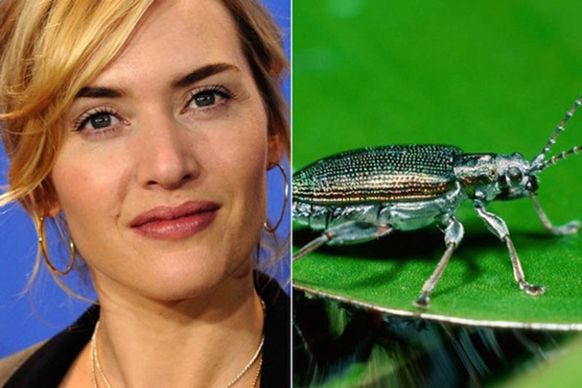 10 especies de animales con nombres de celebridades 10 especies de animales con nombres de celebridades