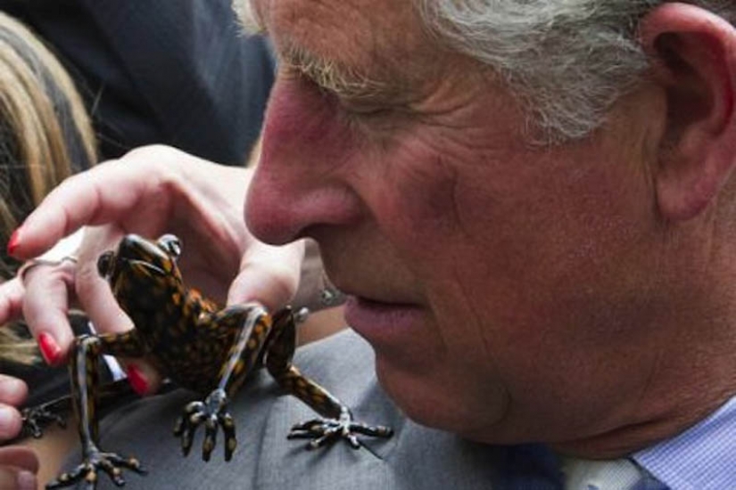 10 especies de animales con nombres de celebridades 10 especies de animales con nombres de celebridades