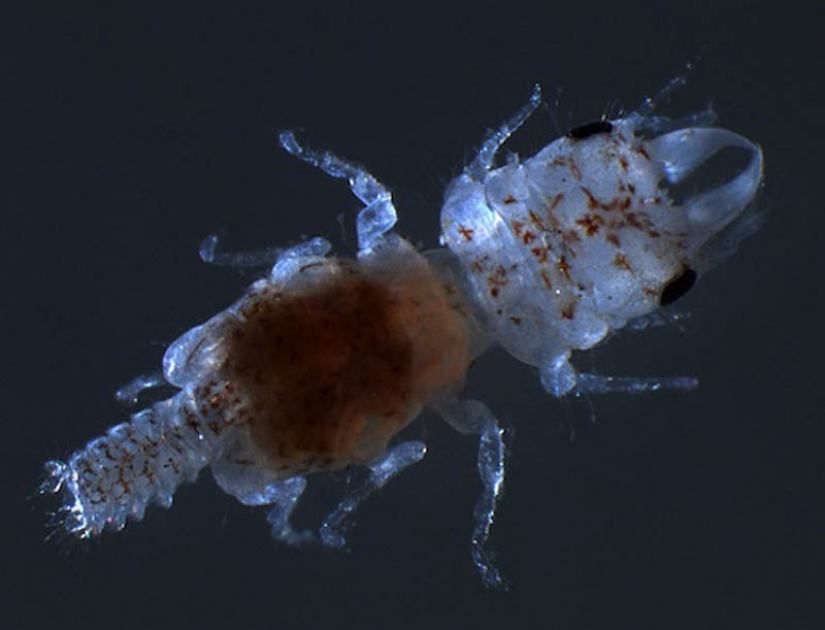 10 especies de animales con nombres de celebridades 10 especies de animales con nombres de celebridades