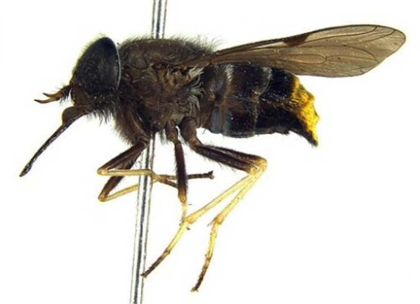 10 especies de animales con nombres de celebridades 10 especies de animales con nombres de celebridades