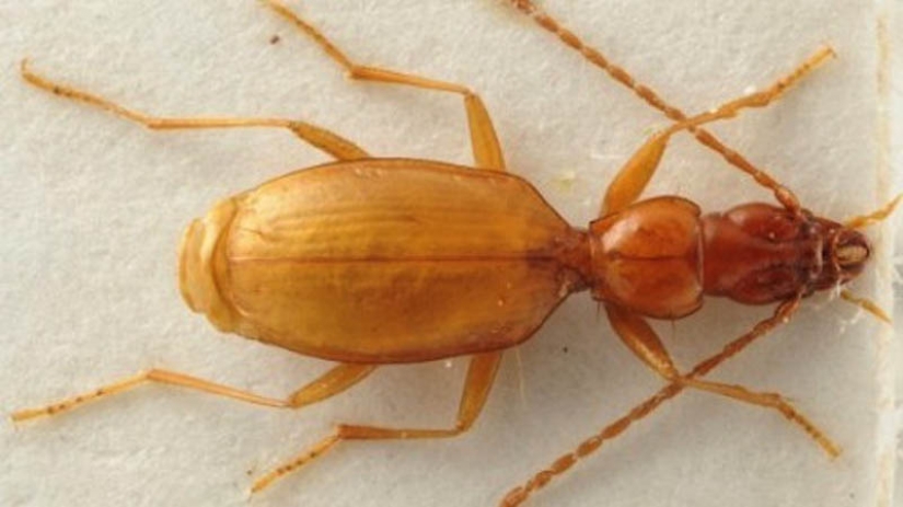 10 especies de animales con nombres de celebridades 10 especies de animales con nombres de celebridades