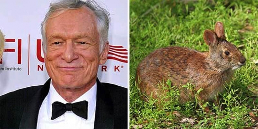 10 especies de animales con nombres de celebridades 10 especies de animales con nombres de celebridades