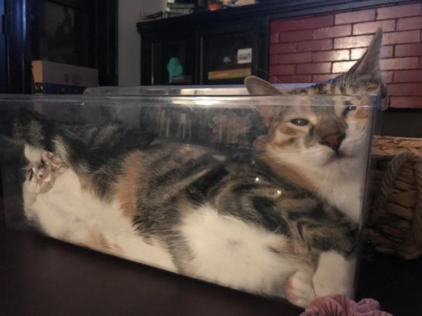 10 fluffy facts that prove cats can lie where they want 10 fluffy facts that prove cats can lie where they want