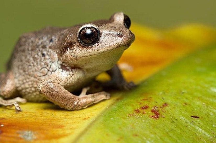 10 hechos completamente erróneos sobre los animales 10 hechos completamente erróneos sobre los animales