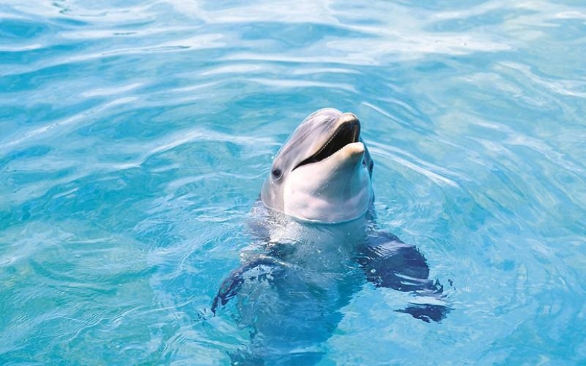 10 hechos completamente erróneos sobre los animales 10 hechos completamente erróneos sobre los animales