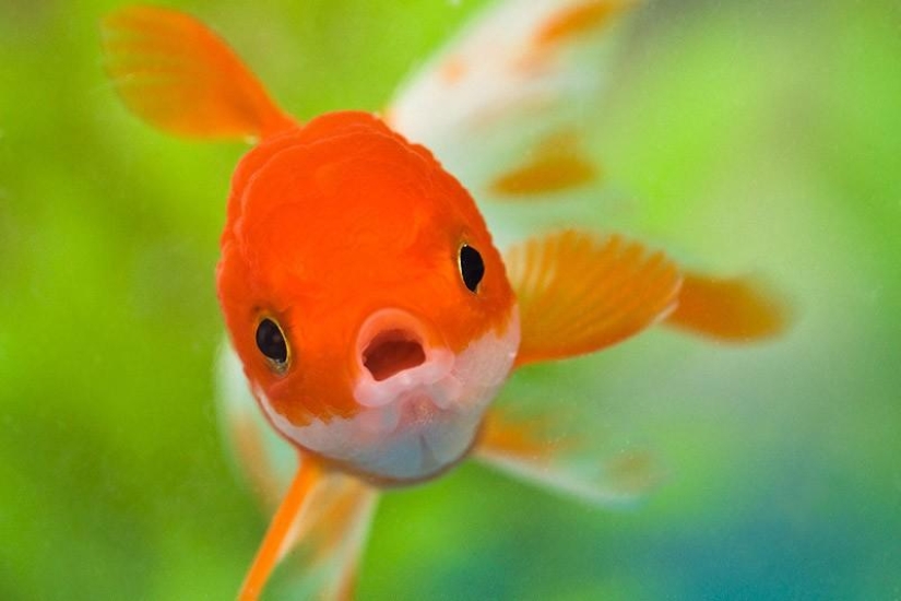 10 hechos completamente erróneos sobre los animales 10 hechos completamente erróneos sobre los animales