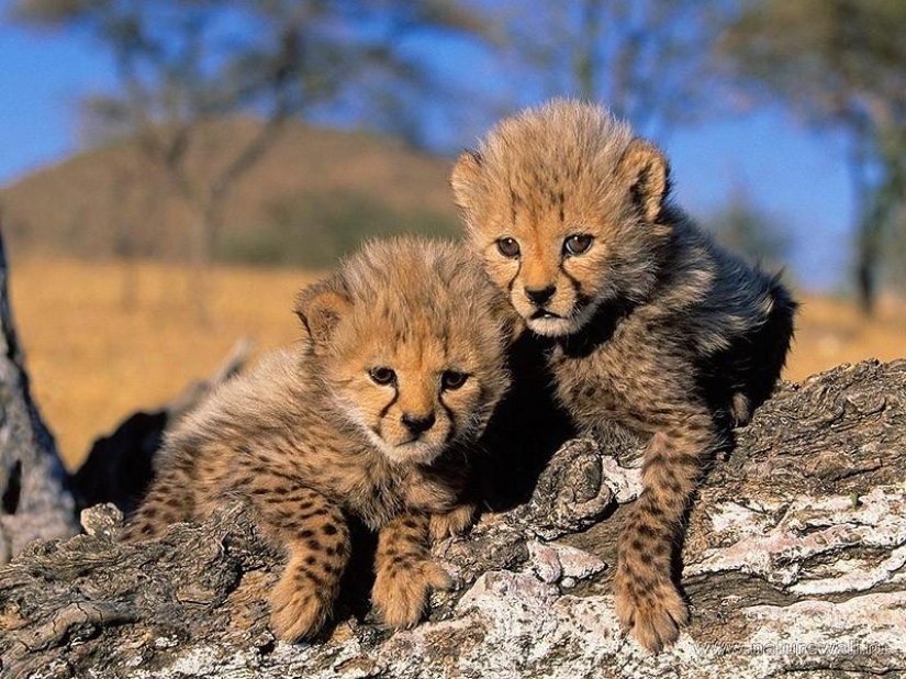 10 hechos completamente erróneos sobre los animales 10 hechos completamente erróneos sobre los animales