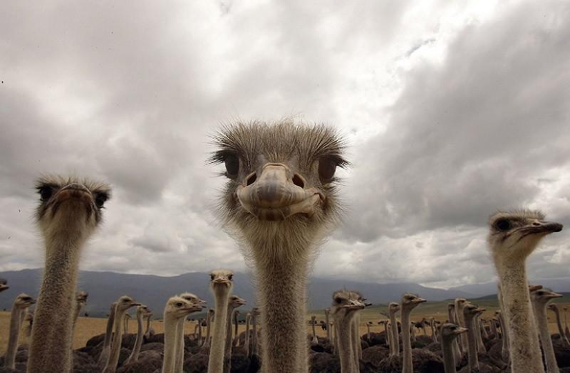 10 hechos completamente erróneos sobre los animales 10 hechos completamente erróneos sobre los animales