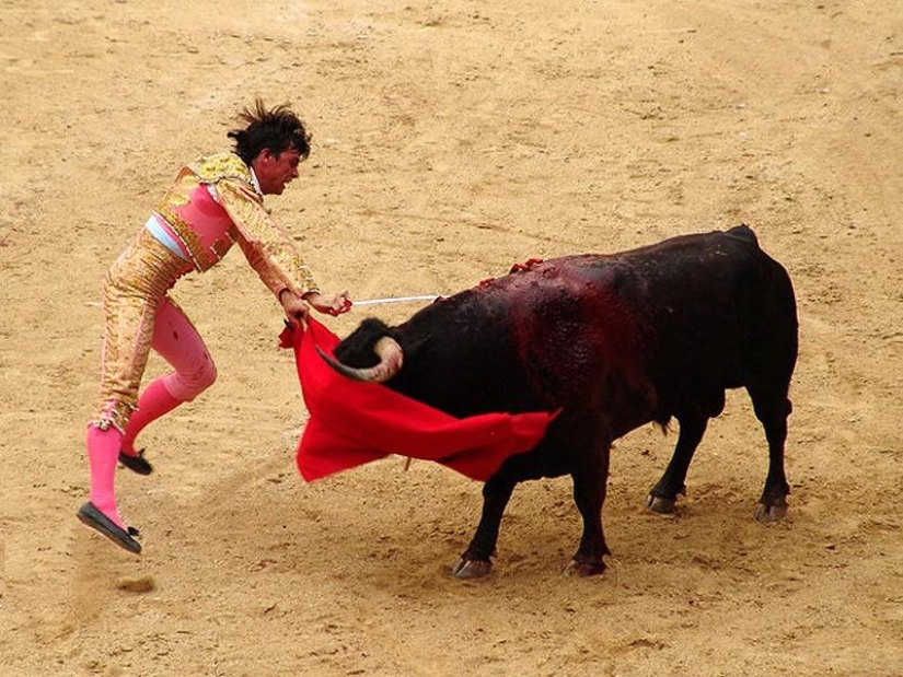 10 hechos completamente erróneos sobre los animales 10 hechos completamente erróneos sobre los animales