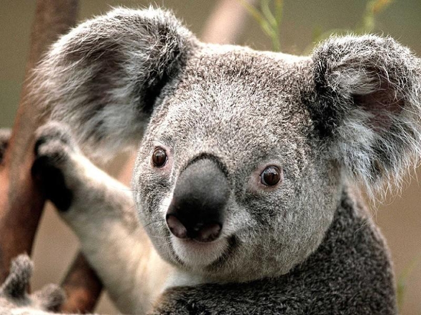 10 hechos completamente erróneos sobre los animales 10 hechos completamente erróneos sobre los animales