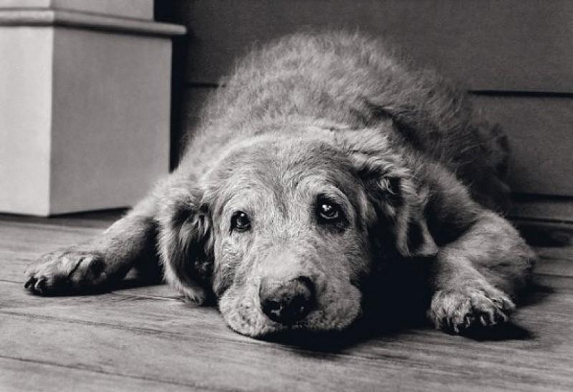 10 hechos completamente erróneos sobre los animales 10 hechos completamente erróneos sobre los animales