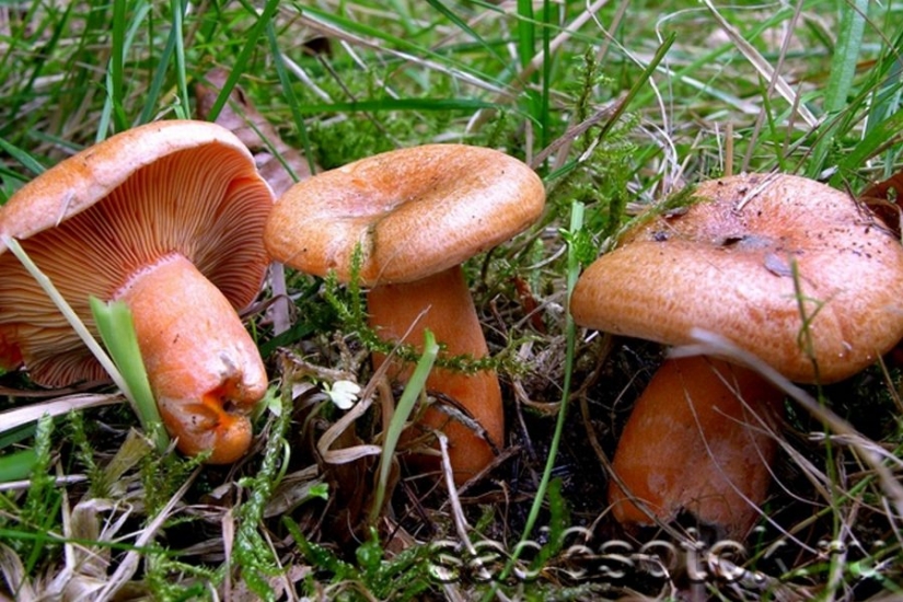 10 hongos más populares en Rusia