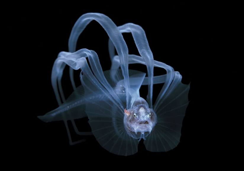 10 increíbles imágenes submarinas de los finalistas de los Ocean Photography Awards 2021