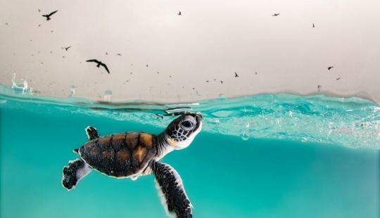 10 increíbles imágenes submarinas de los finalistas de los Ocean Photography Awards 2021