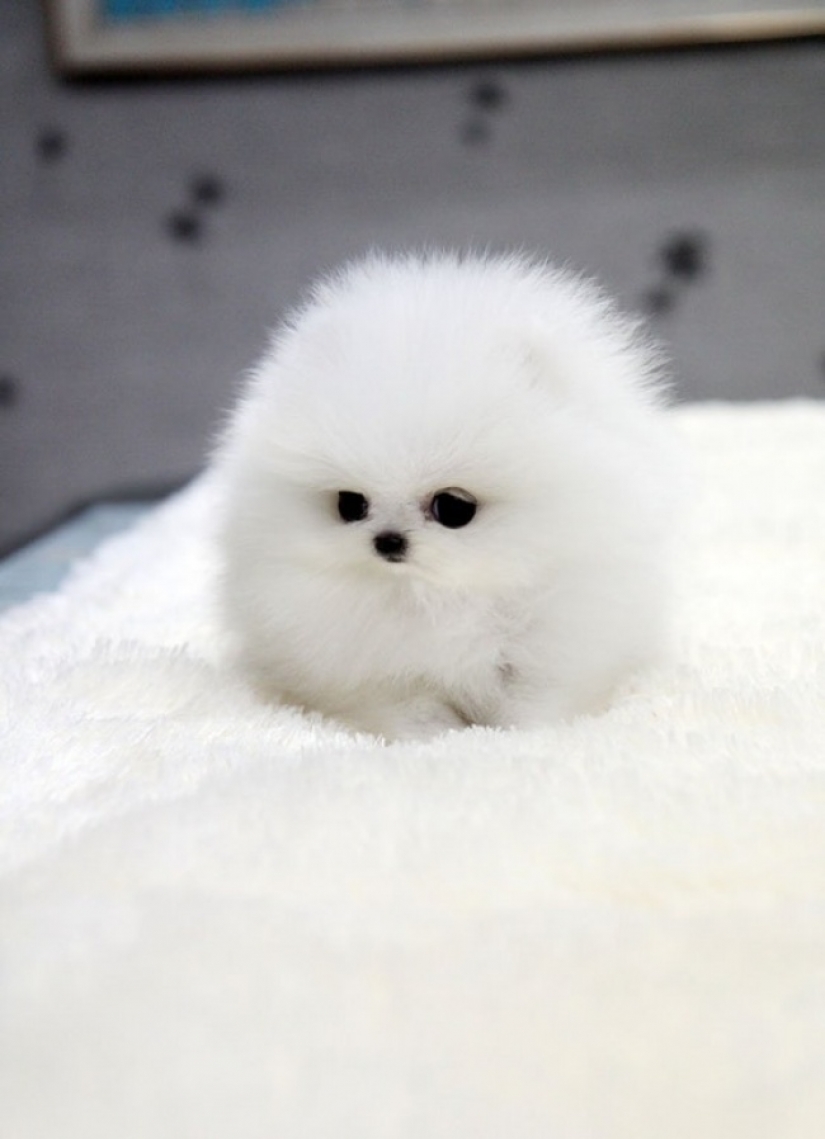 10 most expensive dogs in the world that are incredibly adorable