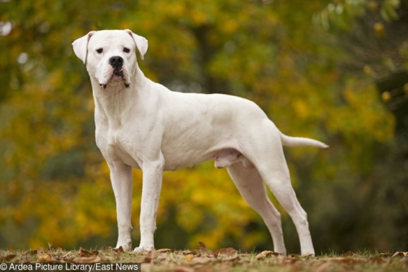 10 most expensive dogs in the world that are incredibly adorable