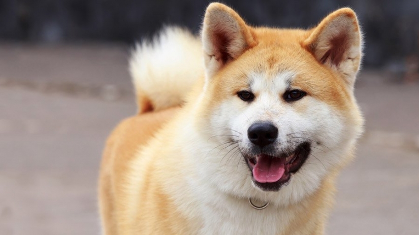 10 most expensive dogs in the world that are incredibly adorable