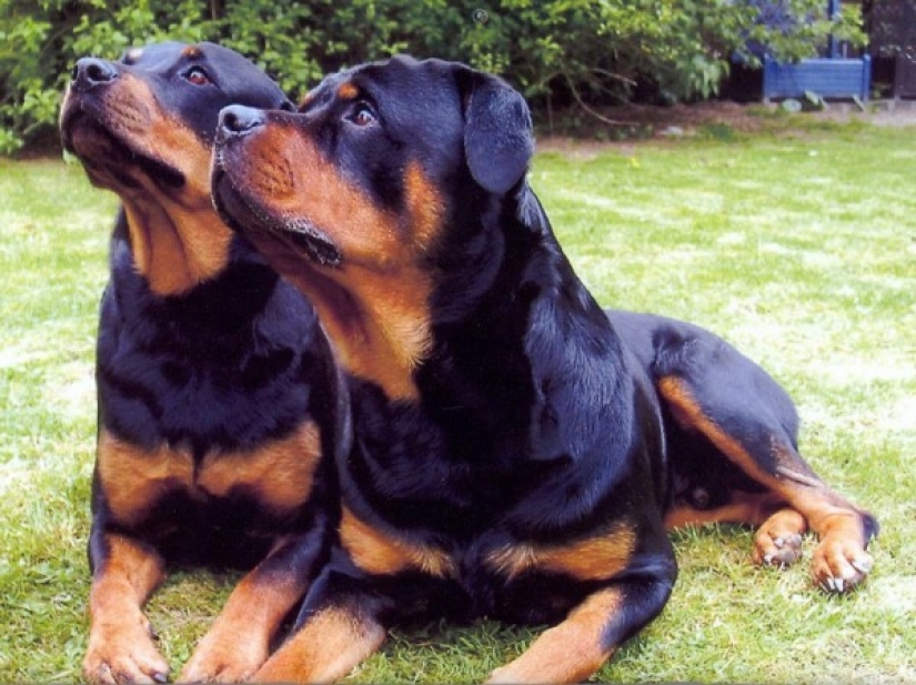 10 most expensive dogs in the world that are incredibly adorable