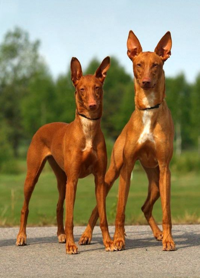 10 most expensive dogs in the world that are incredibly adorable