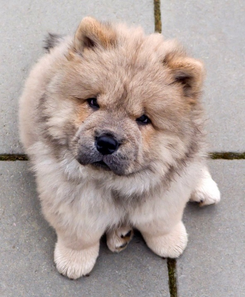 10 most expensive dogs in the world that are incredibly adorable