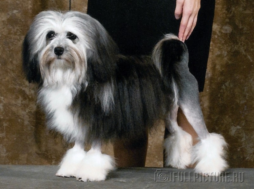 10 most expensive dogs in the world that are incredibly adorable